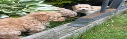 Poodle dogs for sale: Classic Poodle Puppies–Timeless Beauty in Stoke-on-Trent - Advert 9