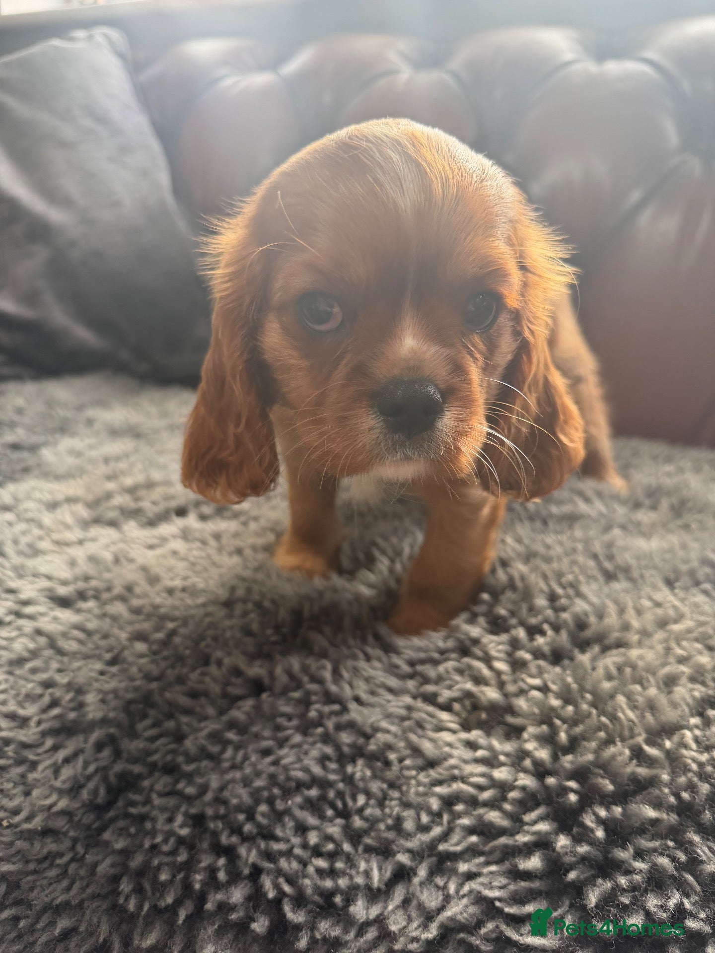 Cavalier King Charles Spaniel dogs King Charles cavalier puppies  - Advert 2