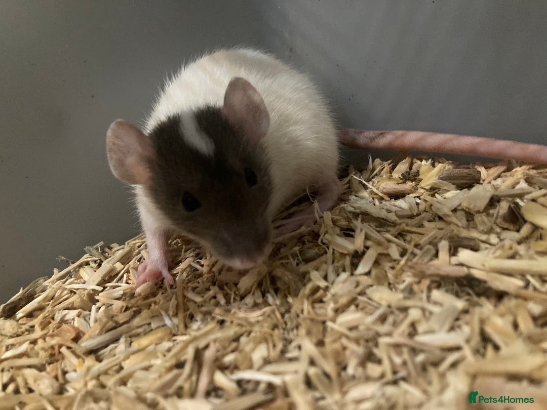 Rat rodents for sale: Rats for sale Hull - Advert 3