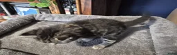 Norwegian Forest Cat cats for sale: Norwegian forest cat X marbled bengal - Advert 4