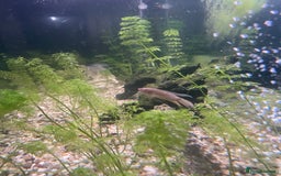 Gouramis fish for sale: 5 beautiful paradise fish and 1 pearl gourami - Image 2