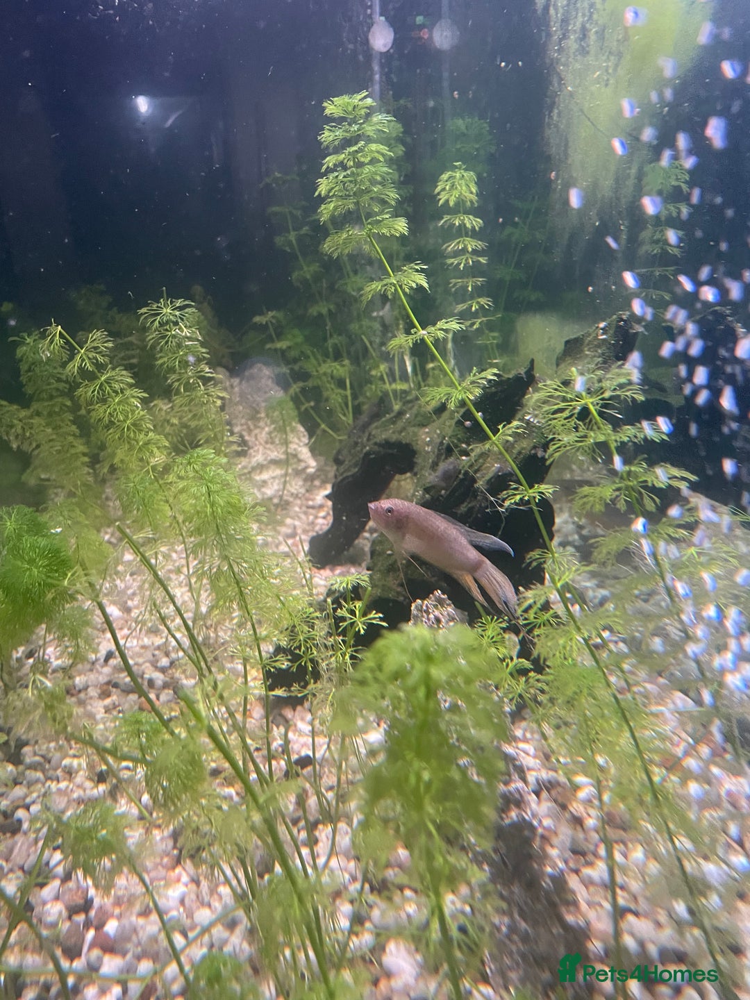 Gouramis fish for sale: 5 beautiful paradise fish and 1 pearl gourami - Image 2