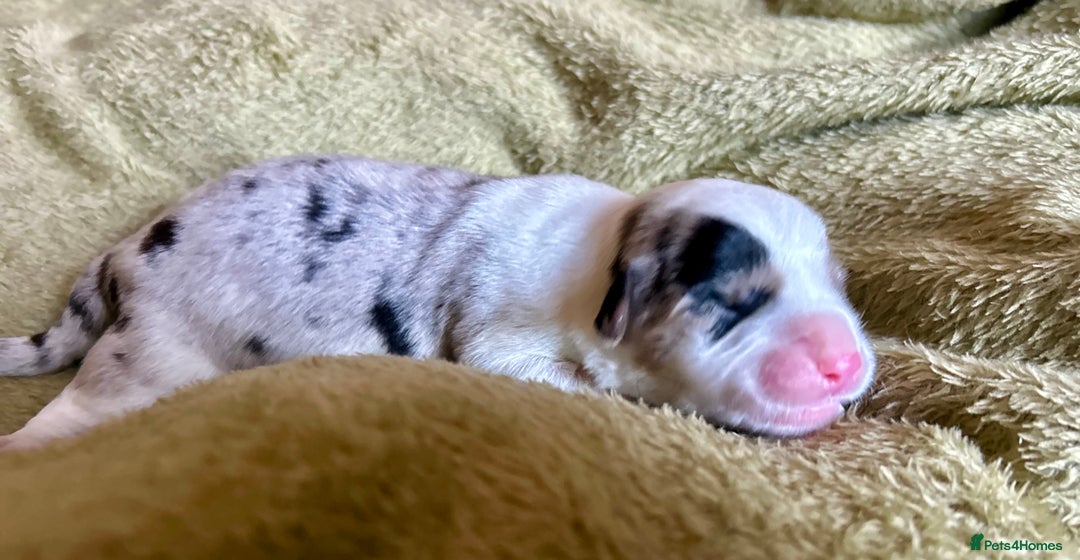 Welsh Corgi Cardigan dogs for sale: Show Quality KC Pedigree Corgi Cardigan Puppies  - Image 37