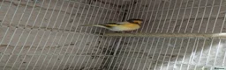 Canaries birds for sale: Canary's, green finch, silver, jarva sparrows  - Advert 17