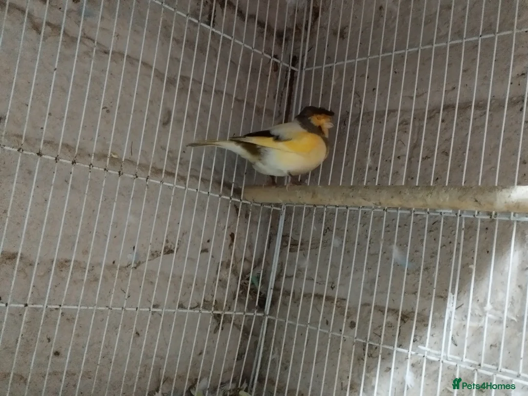 Canaries birds for sale: Canary's, green finch, silver, jarva sparrows  - Advert 17
