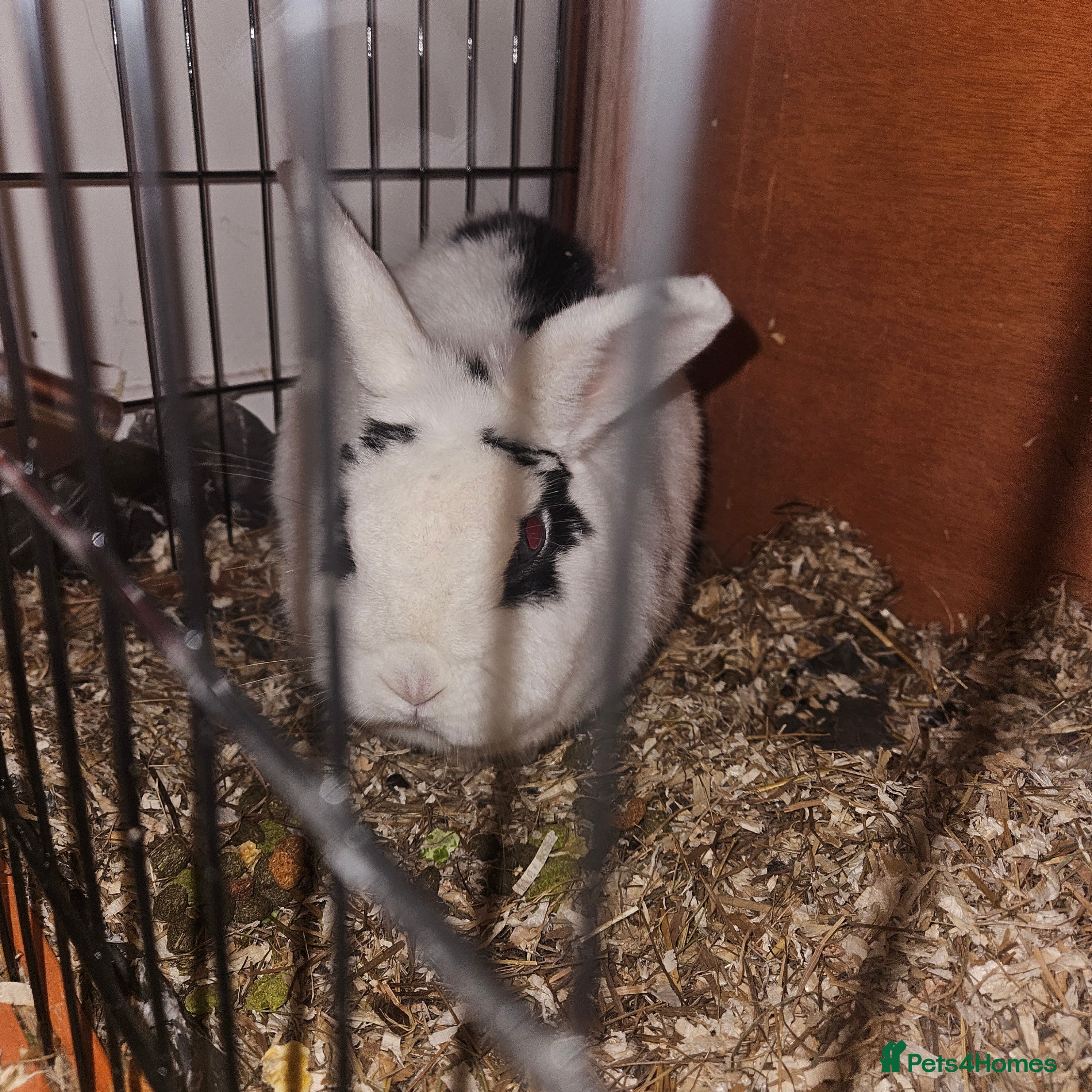 Mixed Breed rabbits Pickles for sale  - Advert 10