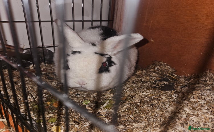 Mixed Breed rabbits Pickles for sale  - Advert 2