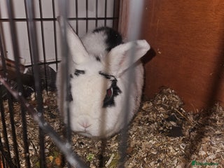 Mixed Breed rabbits Pickles for sale - Advert 2