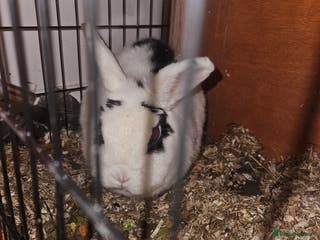 Mixed Breed rabbits Pickles for sale - Advert 18