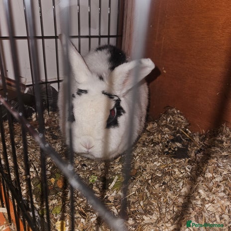 Mixed Breed rabbits Pickles for sale - Advert 1