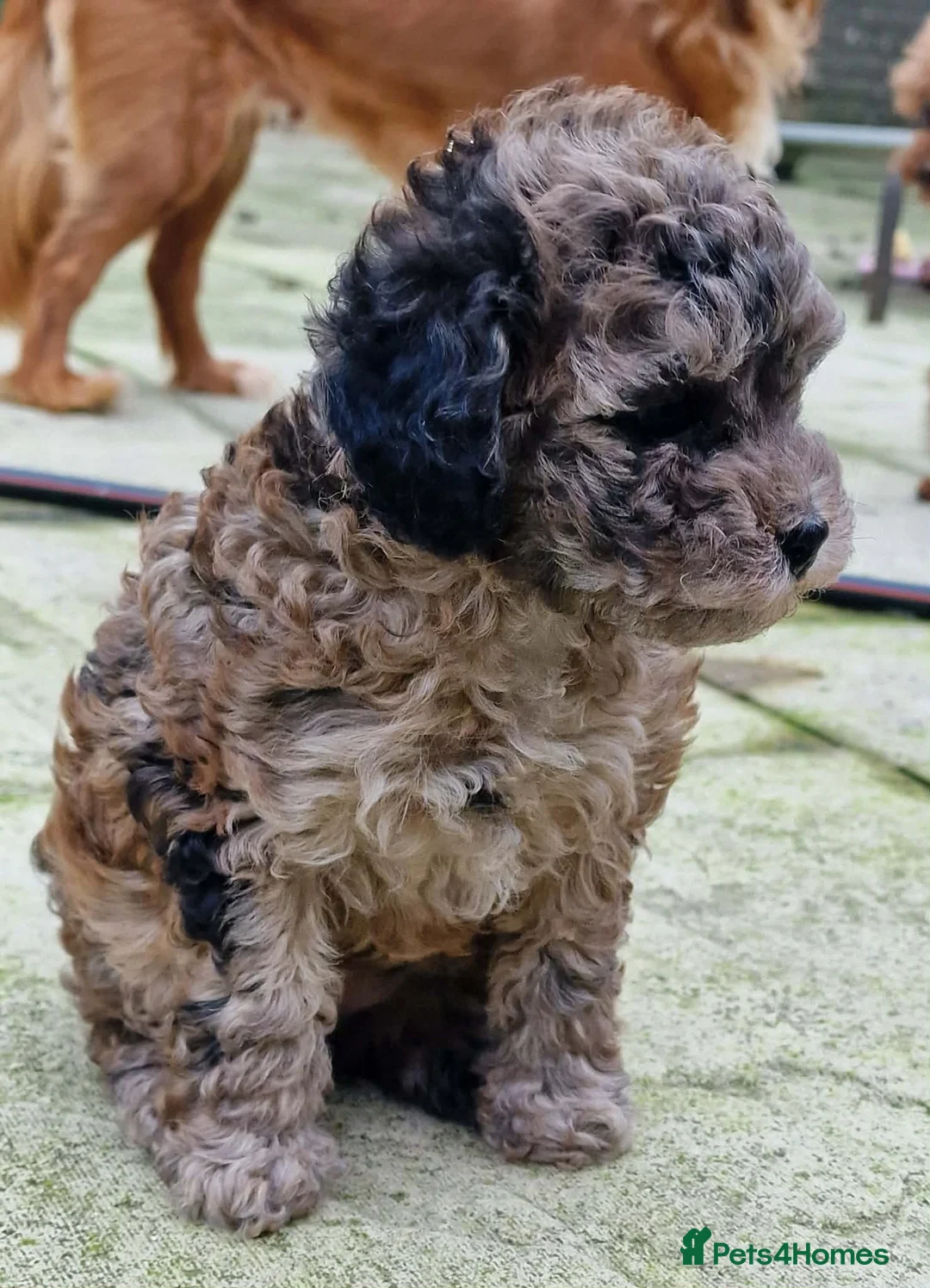 Toy Poodle dogs for sale: Health tested 3/4 Merle Toy Poodles  - Advert 4