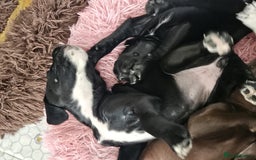 Staffordshire Bull Terrier dogs for sale: Staffie x Cockapoo puppies - Image 24