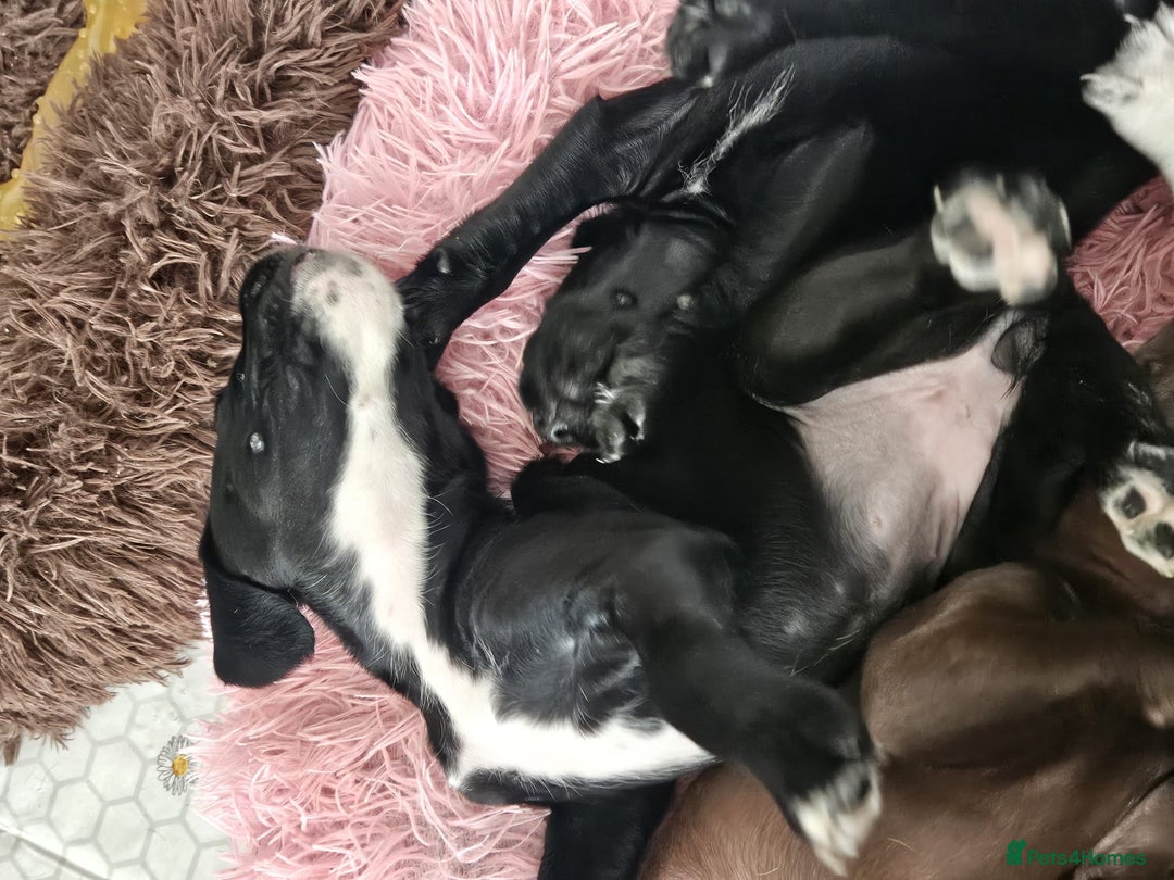Staffordshire Bull Terrier dogs for sale: Staffie x Cockapoo puppies - Image 24