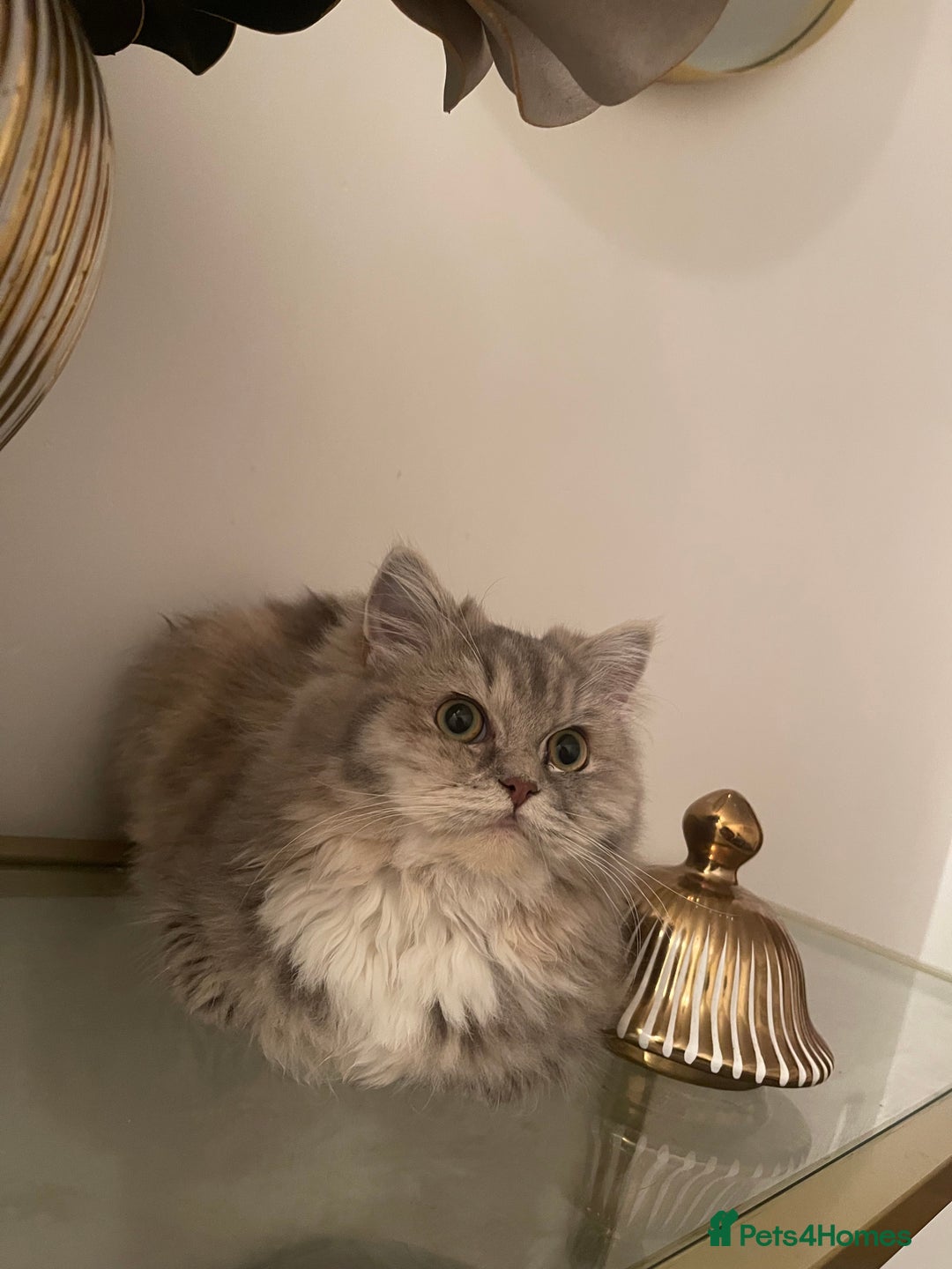 Persian cats for sale: persian kittens and mum - Advert 3