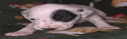 Mixed Breed dogs for sale: Dalmatian x Labrador puppies in Grimsby - Advert 10