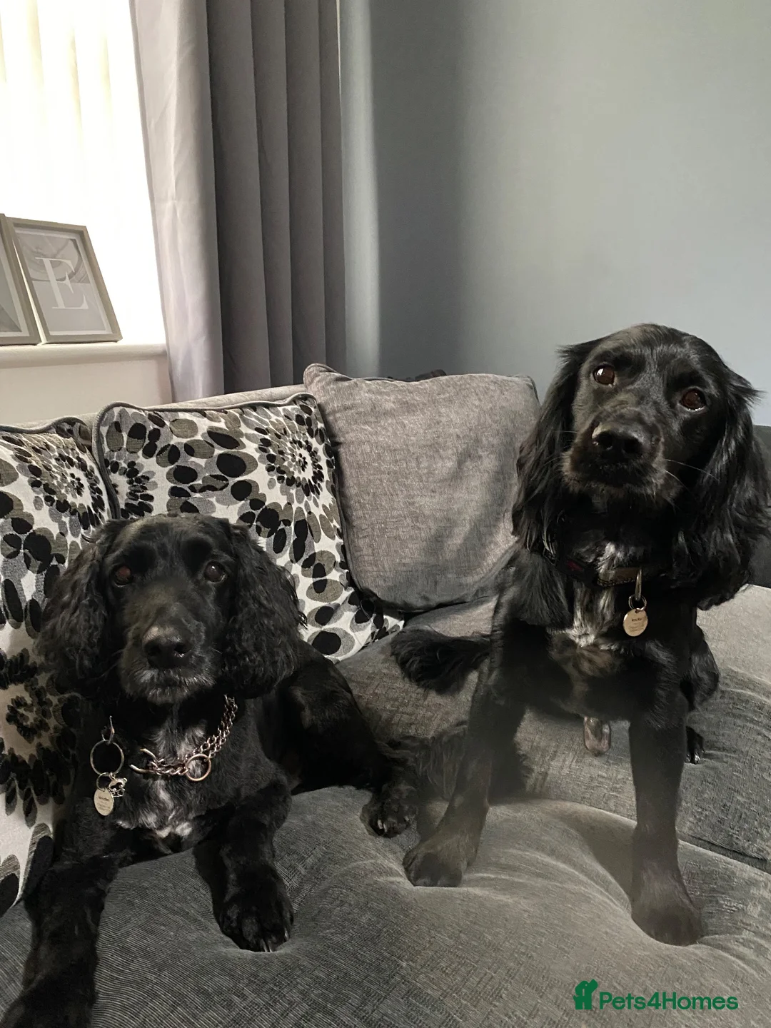 Cocker Spaniel dogs for sale: Approx 7yo energetic spaniel in Chorley - Advert 4