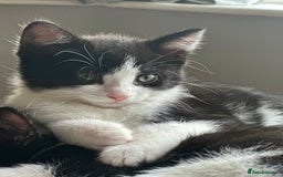 British Shorthair cats for sale: Beautiful tuxedo kittens - Image 16