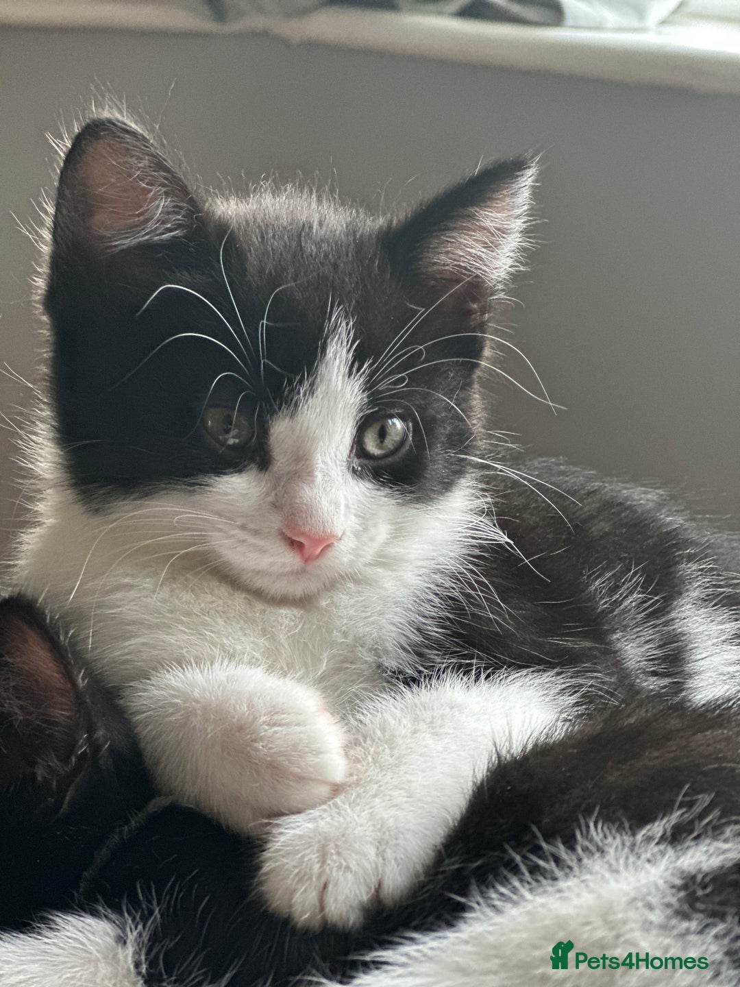 British Shorthair cats for sale: Beautiful tuxedo kittens - Image 16