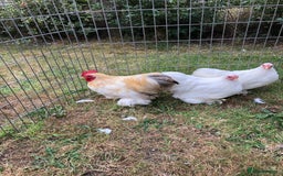Chickens poultry for sale: Peking Bantam Trio - Image 5