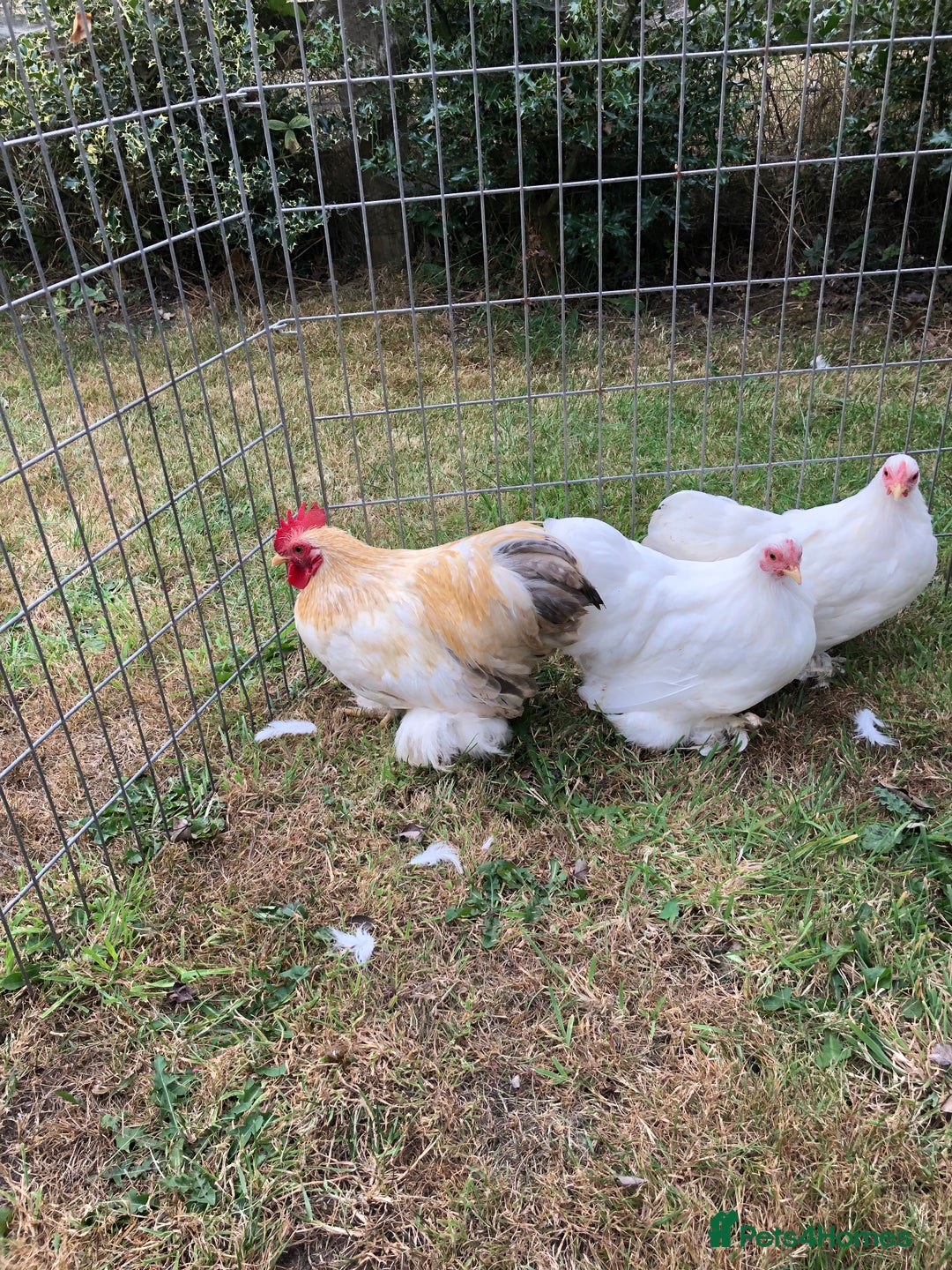 Chickens poultry for sale: Peking Bantam Trio - Image 5