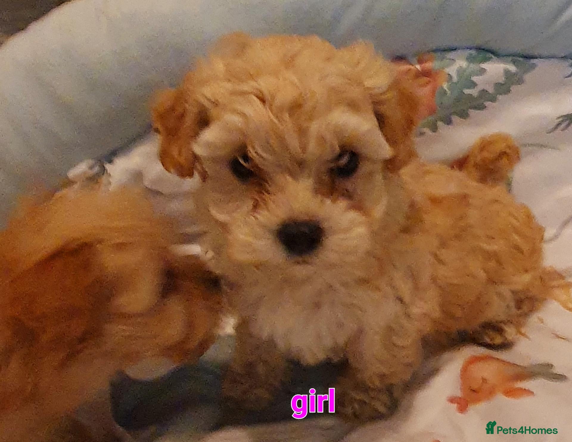 Maltipoo dogs for sale: Korean mulitpoo - Advert 1