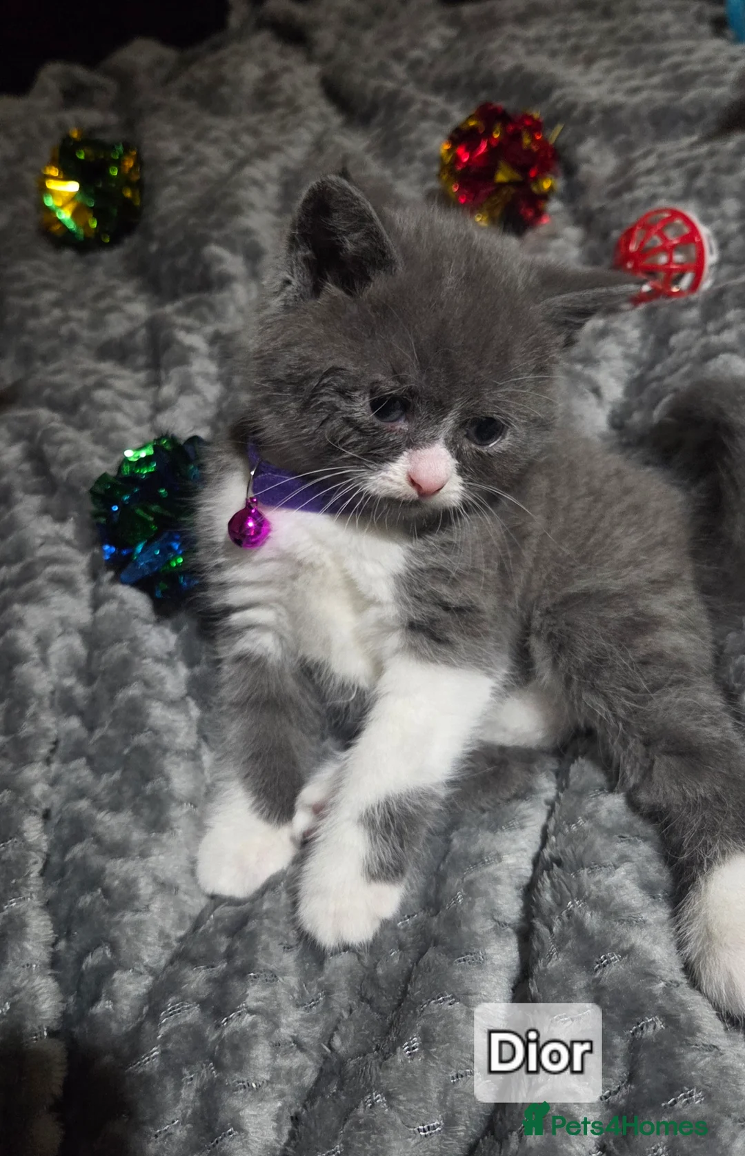 British Shorthair cats for sale: British Short Hair  - Advert 7