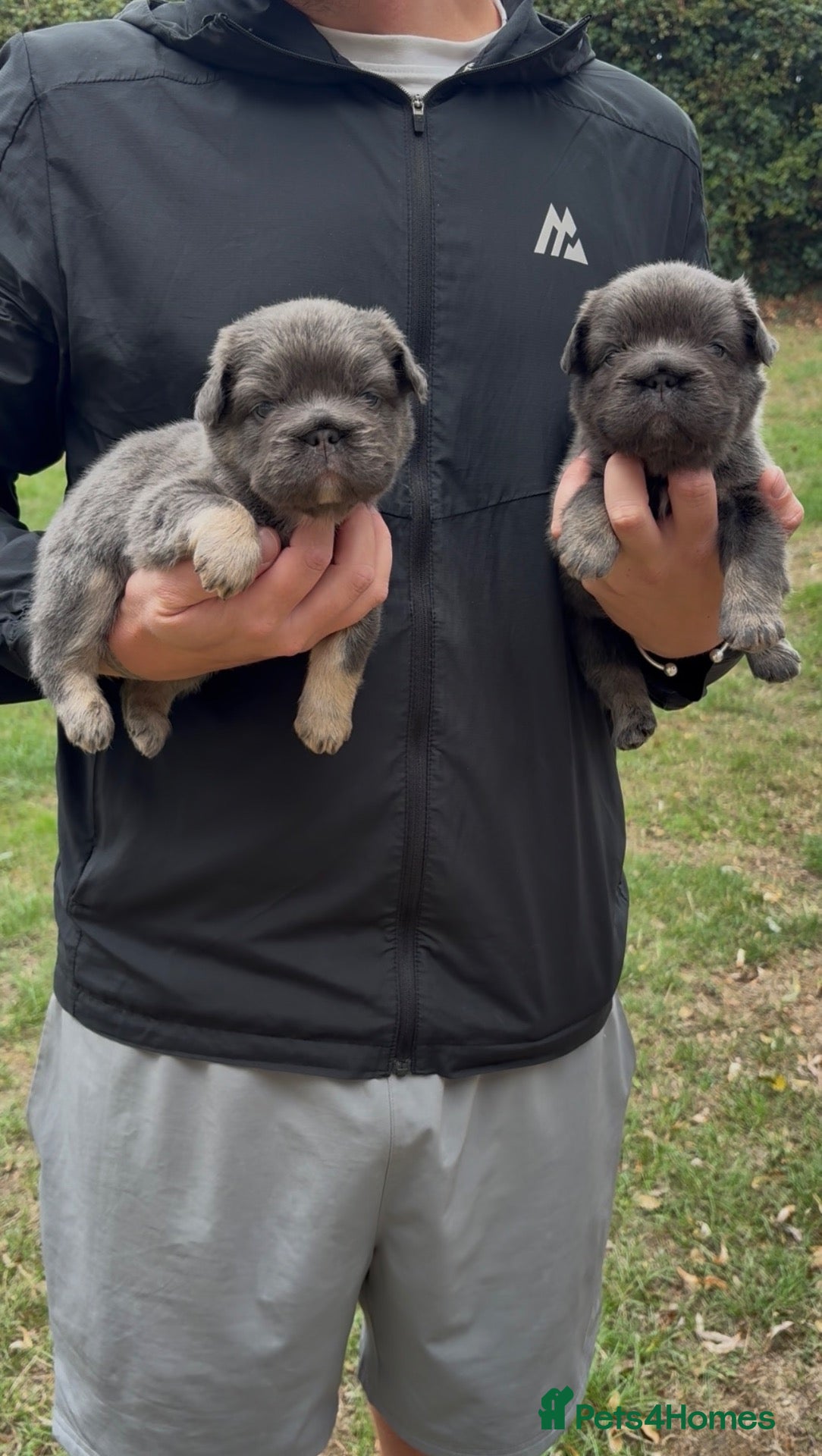 French Bulldog dogs 💙🐾 STUNNING FLUFFY FRENCH BULLDOG PUPPIES 🐾🖤 - Advert 4