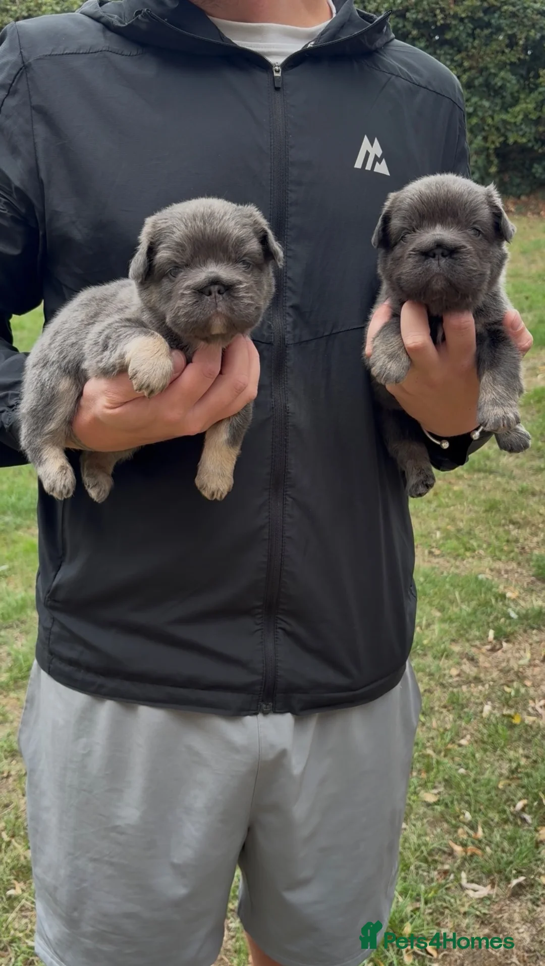 French Bulldog dogs for sale: 💙🐾 STUNNING FLUFFY FRENCH BULLDOG PUPPIES 🐾🖤 in Romford - Advert 1