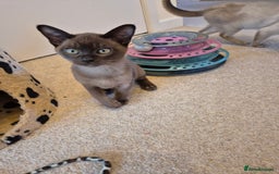Burmese cats for sale: Gorgeous Pedigree Female Burmese Kittens - Image 13