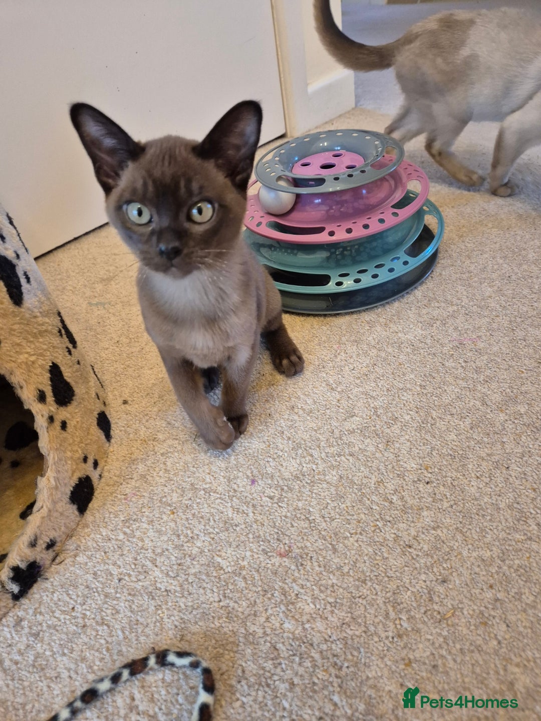 Burmese cats for sale: Gorgeous Pedigree Female Burmese Kittens - Image 13