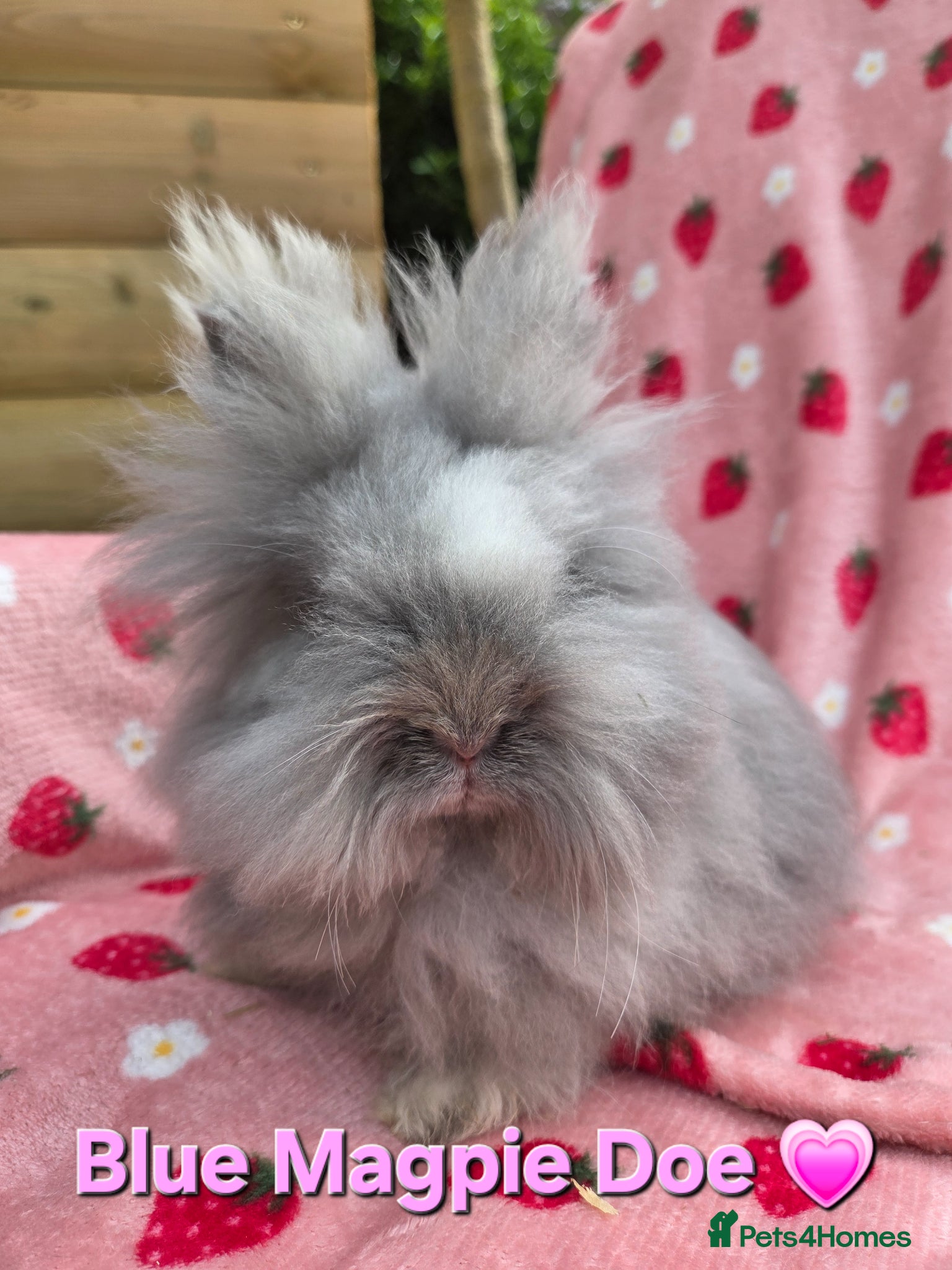 Angora rabbits Full Faced  Angoras 3 left - Advert 1