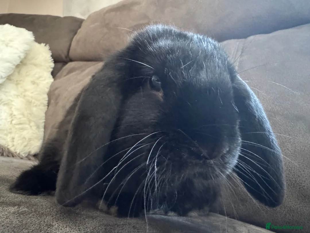 Mini Lop rabbits for sale: Pure Breed Mini Lop Babies  - Advert 2