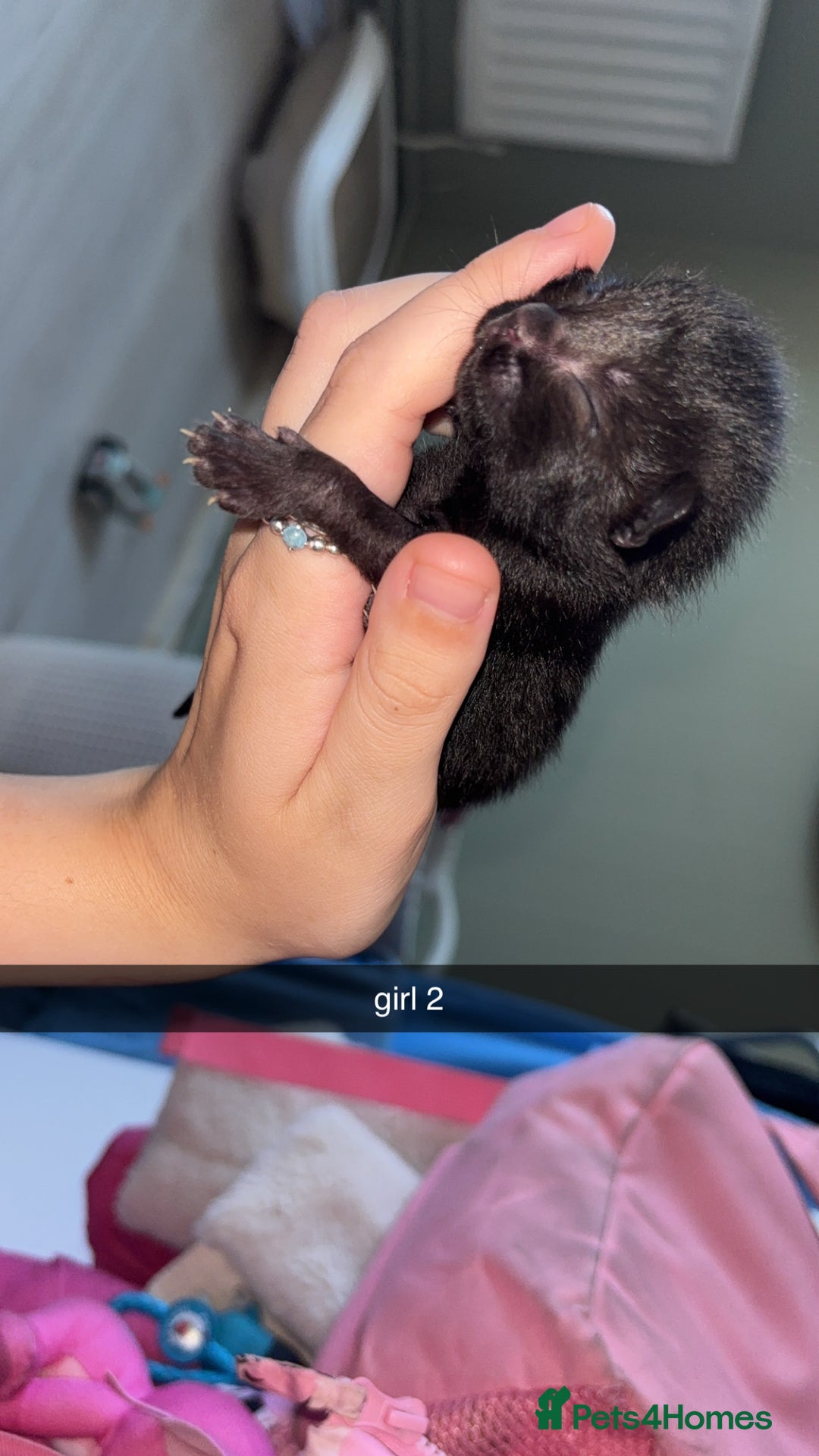 Domestic Shorthair cats for sale: kittens - Image 2