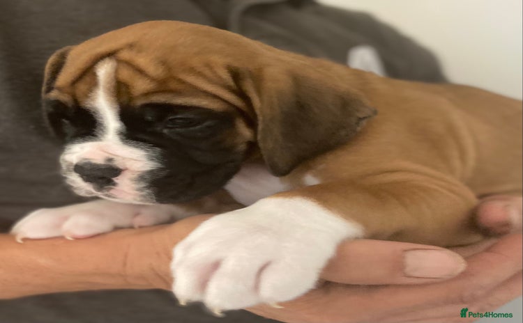 Boxer dogs - Advert 1