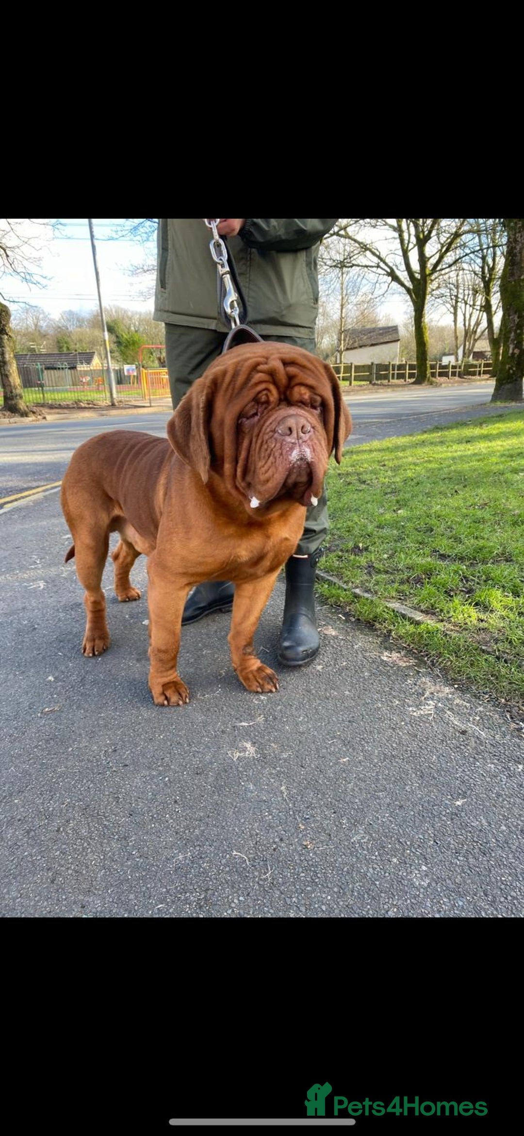Dogue De Bordeaux dogs for sale: Stunning little of Dogue De Bordeaux puppies  - Advert 15