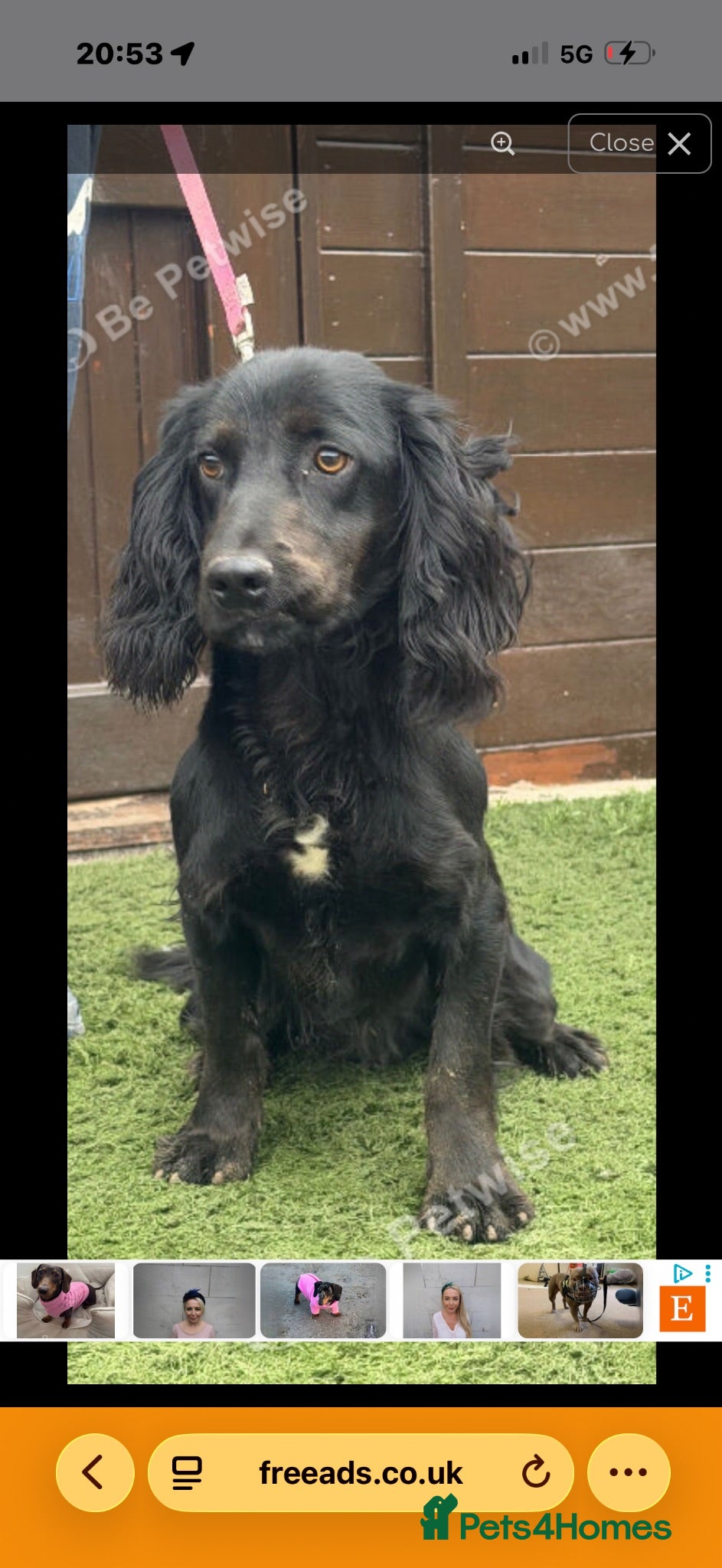 Cocker Spaniel dogs Cocker spaniel - Advert 2