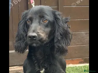 Cocker Spaniel dogs Cocker spaniel - Advert 2