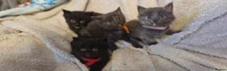 Mixed Breed cats for sale: 4 beautiful kittens for sale in Brighton - Advert 17