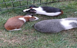 Guinea Pig rodents for sale: Baby Tort & White Guinea pigs - boys - Image 3