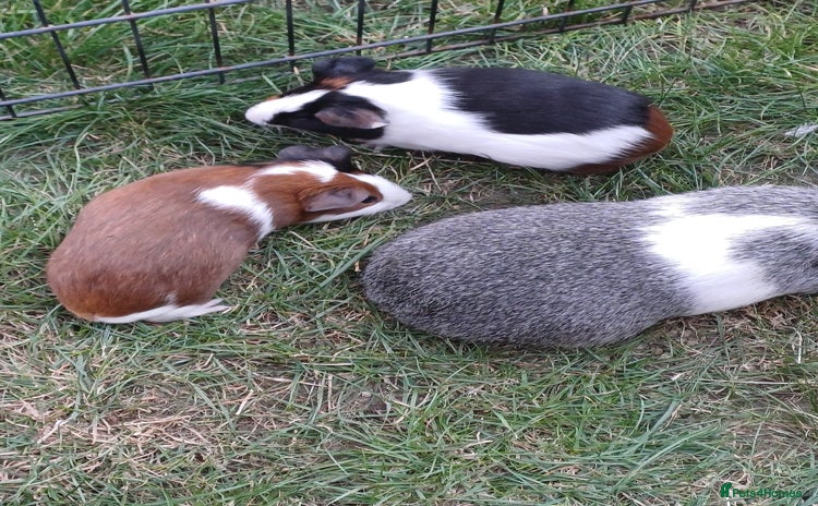 Guinea Pig rodents - Advert 12