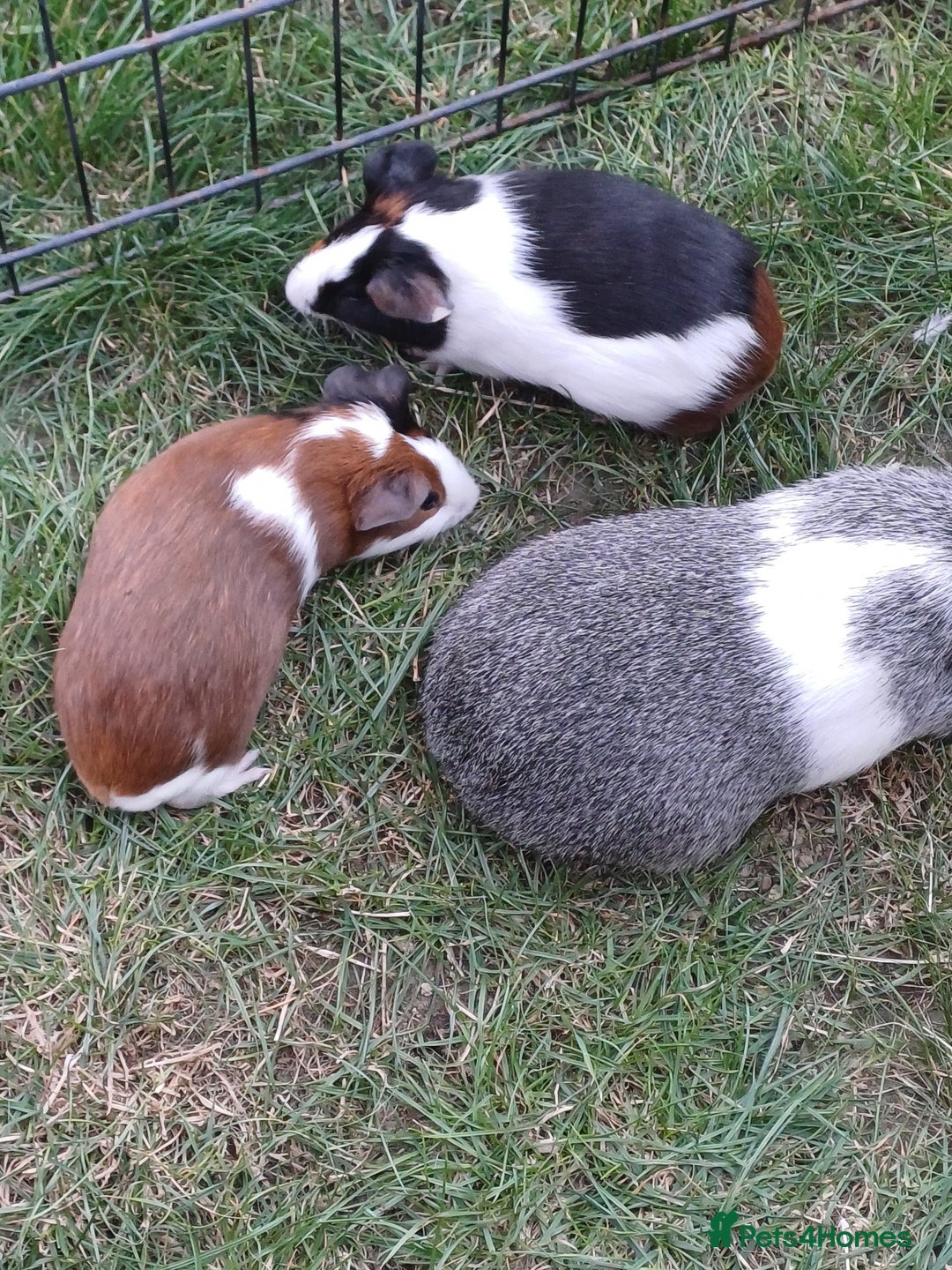 Guinea Pig rodents for sale: Baby Tort & White Guinea pigs - boys - Image 3