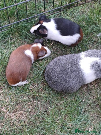 Guinea Pig rodents - Advert 2