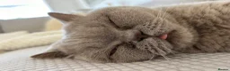 British Shorthair cats for sale: Champion pedigree female cat for rehoming  in Wellingborough - Advert 4