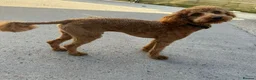Cockapoo dogs for sale: Cockerpoo pups  - Advert 24