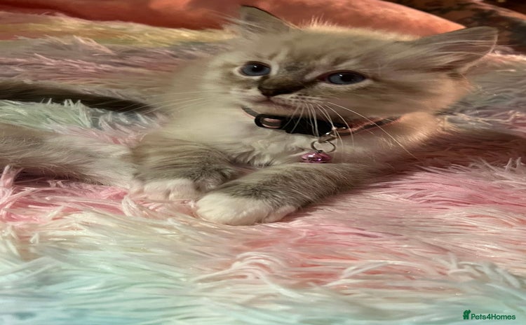 Ragdoll cats - Advert 15