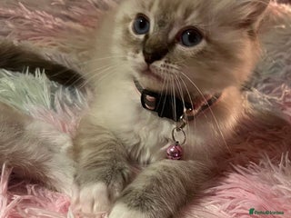 Ragdoll cats - Advert 13