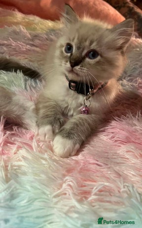 Ragdoll cats - Advert 15