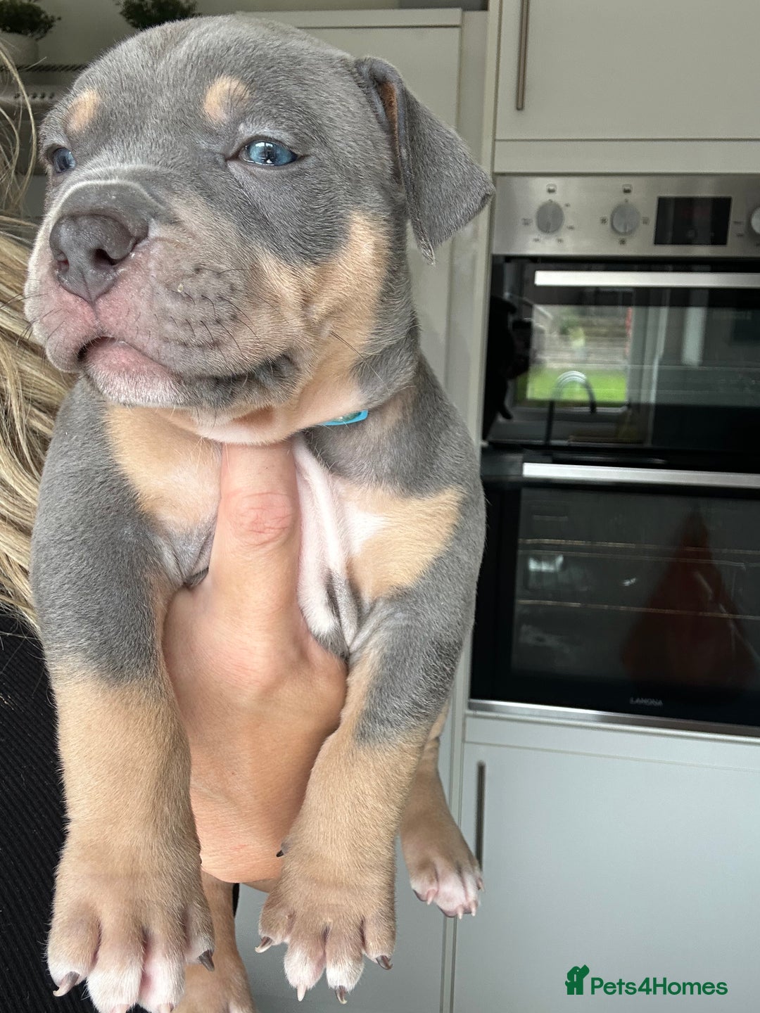 American Bully dogs for sale: Pocket Bullies ( not banned breed) - Image 33