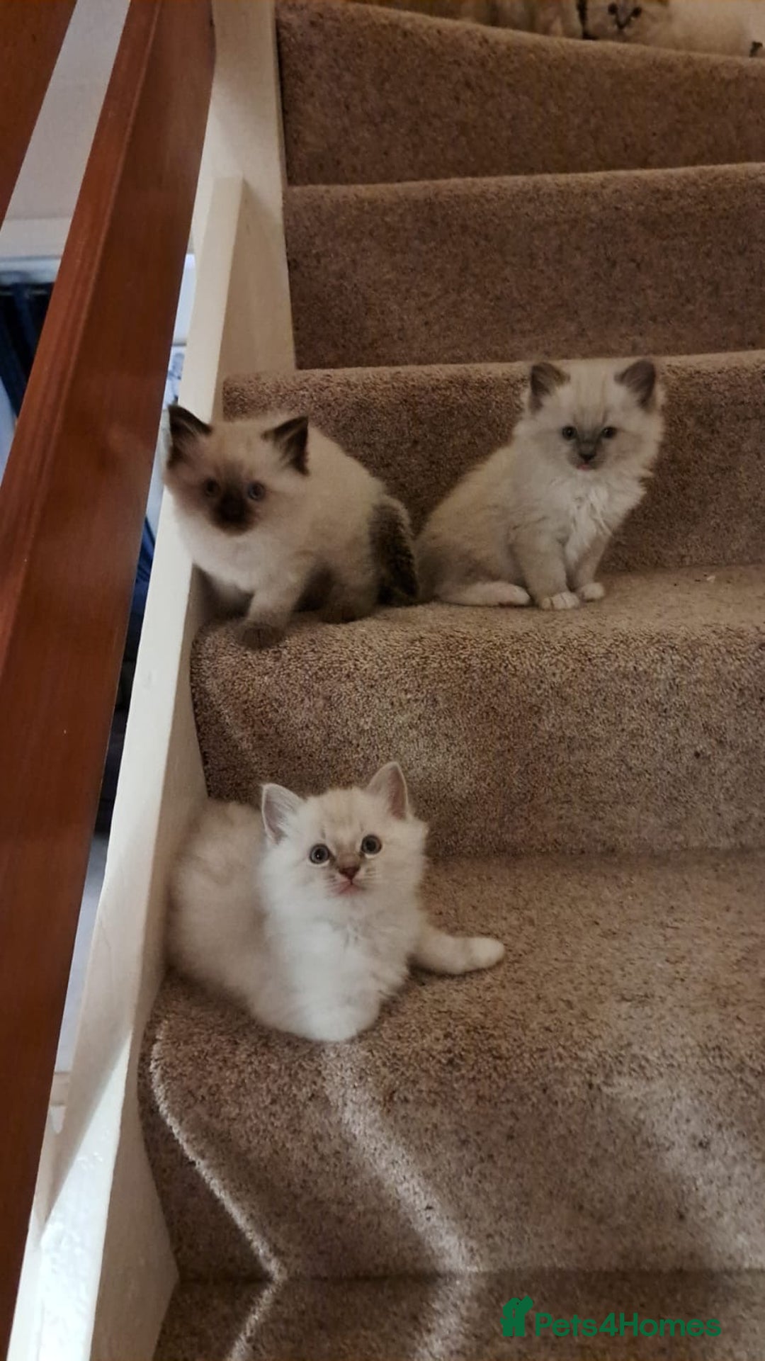 Ragdoll cats for sale: 6 ragdoll kittens  - Image 15