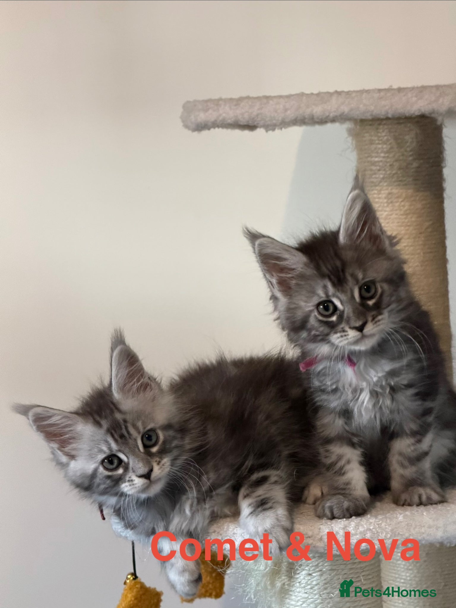 Maine Coon cats Pedigree Maine Coon Kittens LAST 3 GIRLS - Advert 18